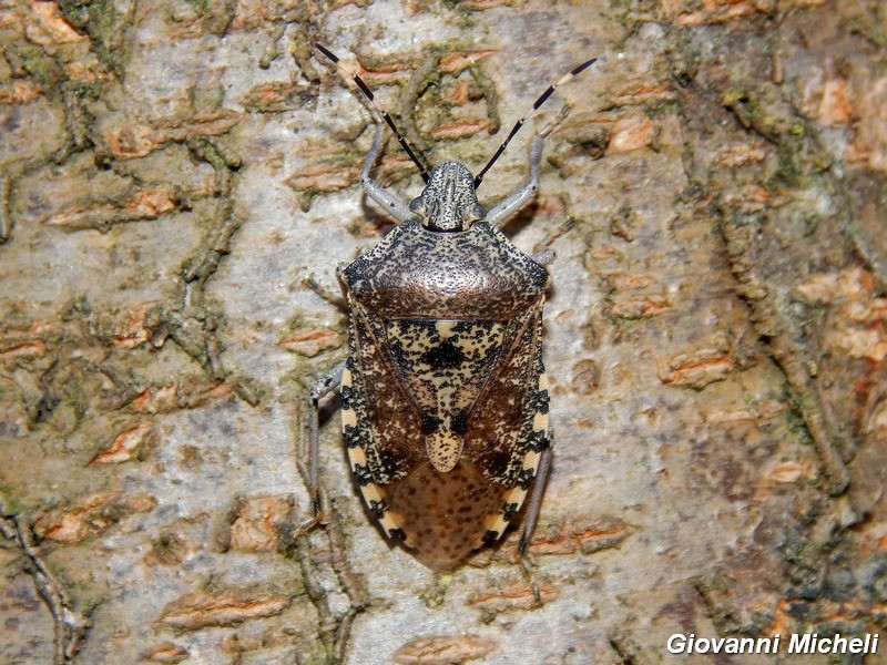 Pentatomidae del Parco del Ticino